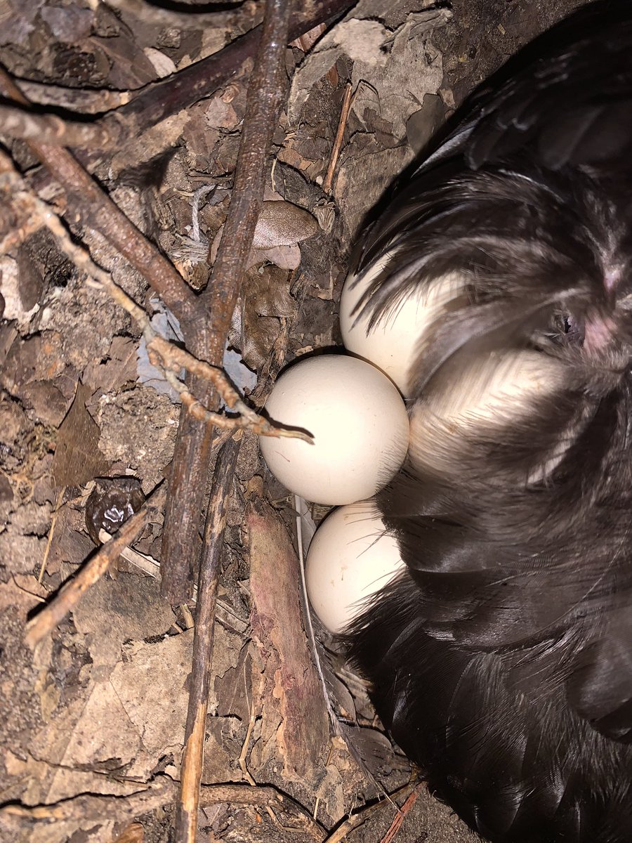 Kippie heeft besloten achter het tuinhuis eieren te leggen en te gaan broeden. #kippen #chicken #onzeboerderij #familyfarming