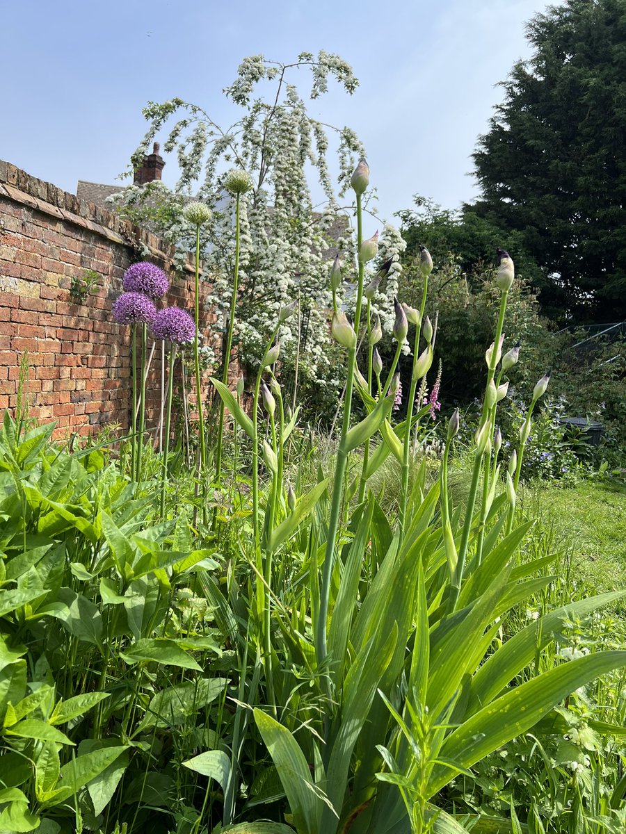 JaneGurney6's tweet image. This is my favourite time of year. So happy to see our #WalledGarden project taking shape. Lots of cut flowers going in as part of year 3. #theflowerproject  Then onto the woodland area.