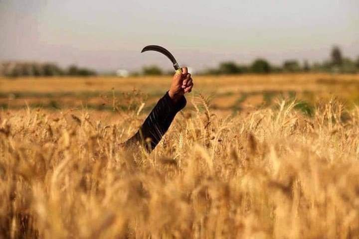 العشرة الطويلة لا تصنع الصداقات ..
منذ آلاف السنين والمناجل ترافق السنابل، ومع ذلك لم يكن المنجل يوماً رفيقاً للسنابل، وبقيت السنابل تعطي القمح ..
إذا أُجبرتَ على عشرتهم فابق سنبلة، واصنع الخير، لا لأنهم أهله، بل لأنك أهله...