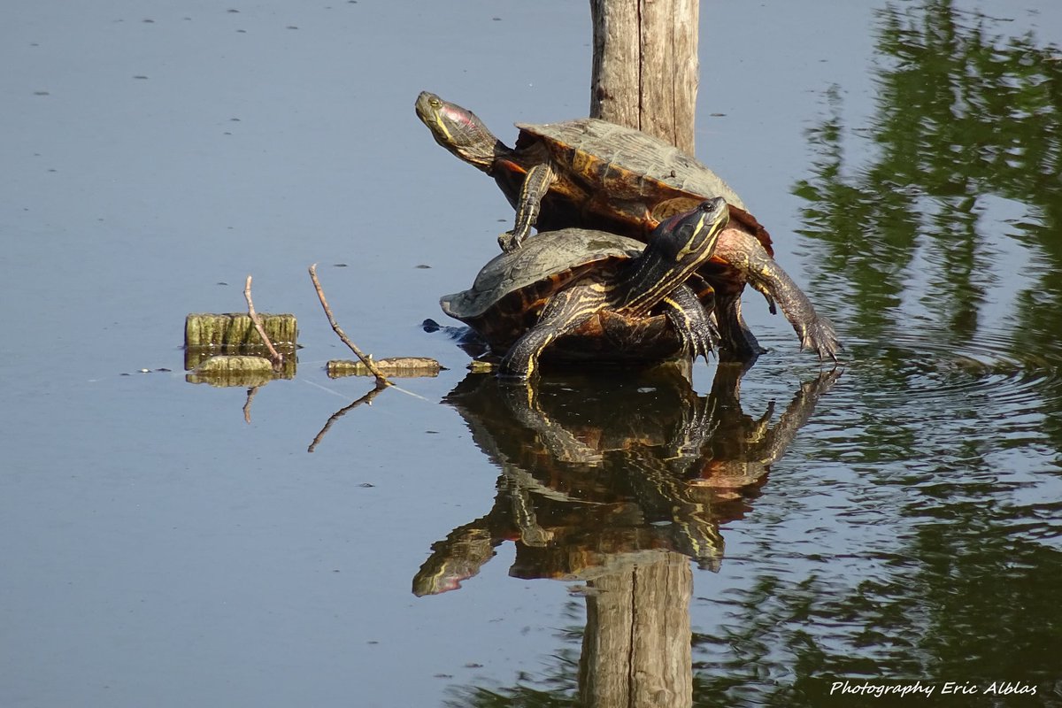 AlblasEric's tweet image. Goedemorgen (nieuwe)volgers het is zondag 21 mei 2023. Fijne Dag &amp;amp; Groet van Eric ! #Rotterdam #afrikaaderpark