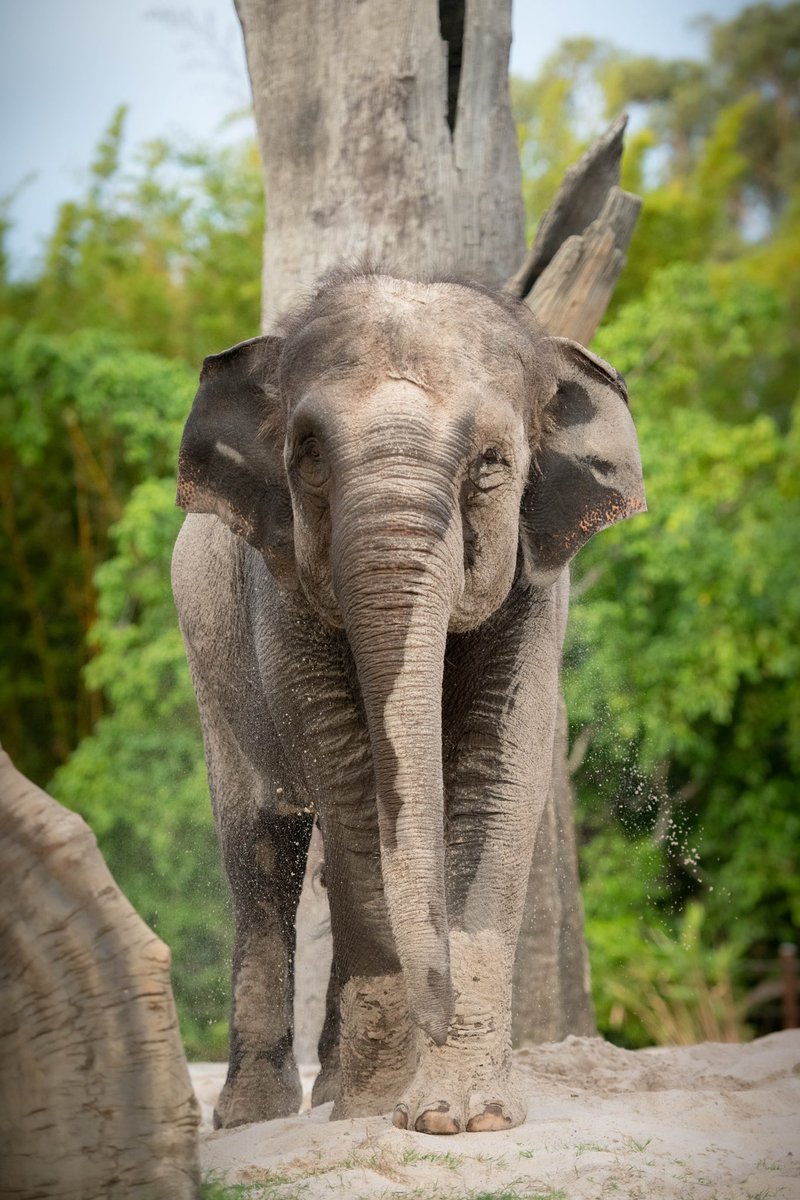 Widya the elephant is feelin’ 22(woohoo)!🎉 How cute is that cheeky, sandy smile?🐘💕 Happy birthday, Widya!