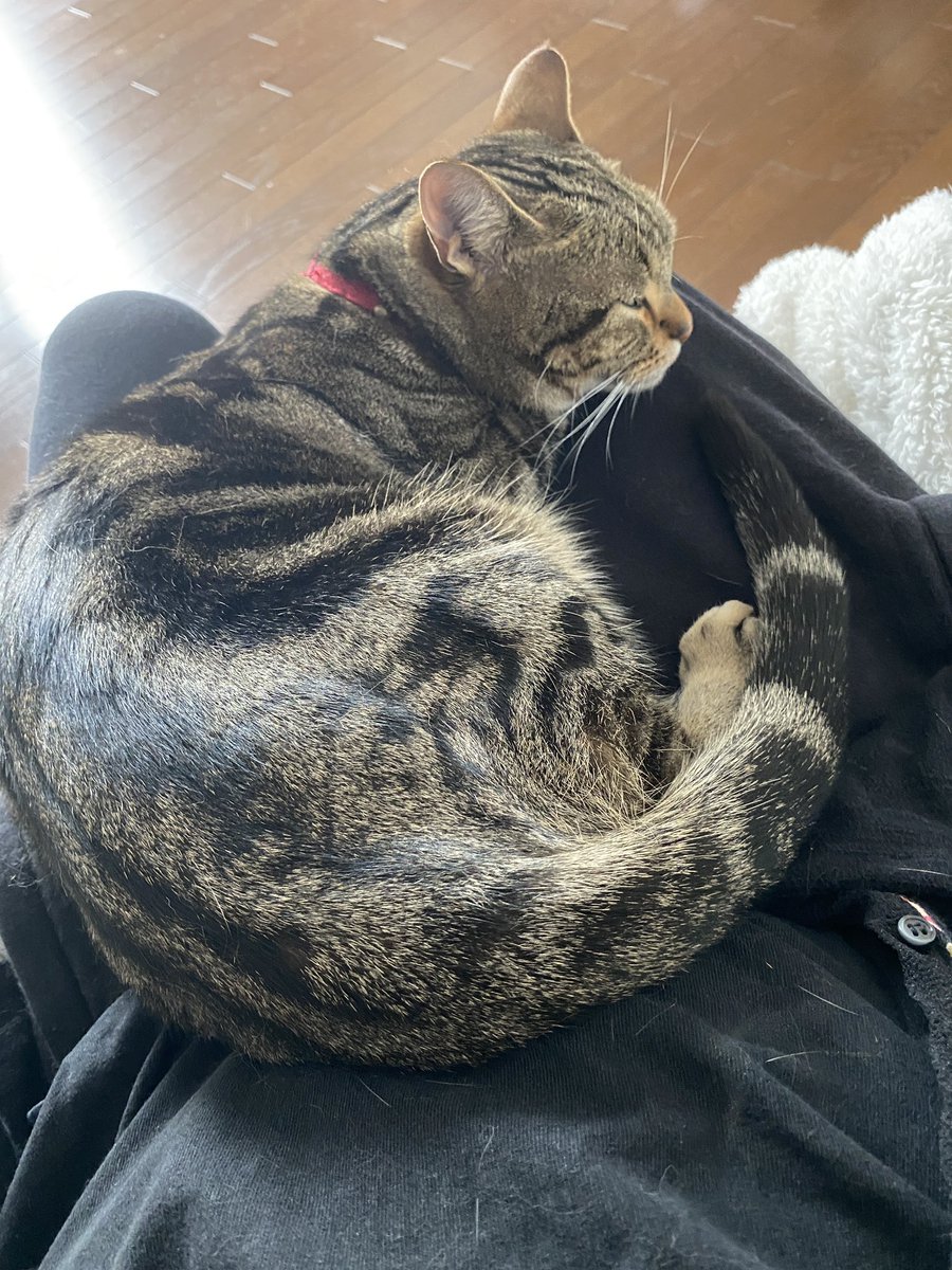 maclime_cat's tweet photo. お膝の上気持ち良いでち😹 https://t.co/kIDZodMSNR