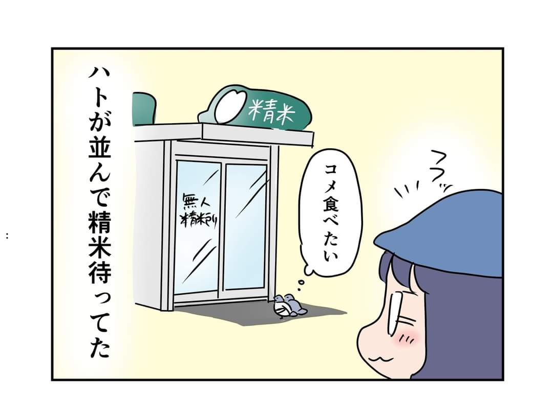 あかまつ日記vol. 248
「ハトも並ぶ美味しいお米」
#あかまつ日記　#日記マンガ https://t.co/SeZC7nPQMU