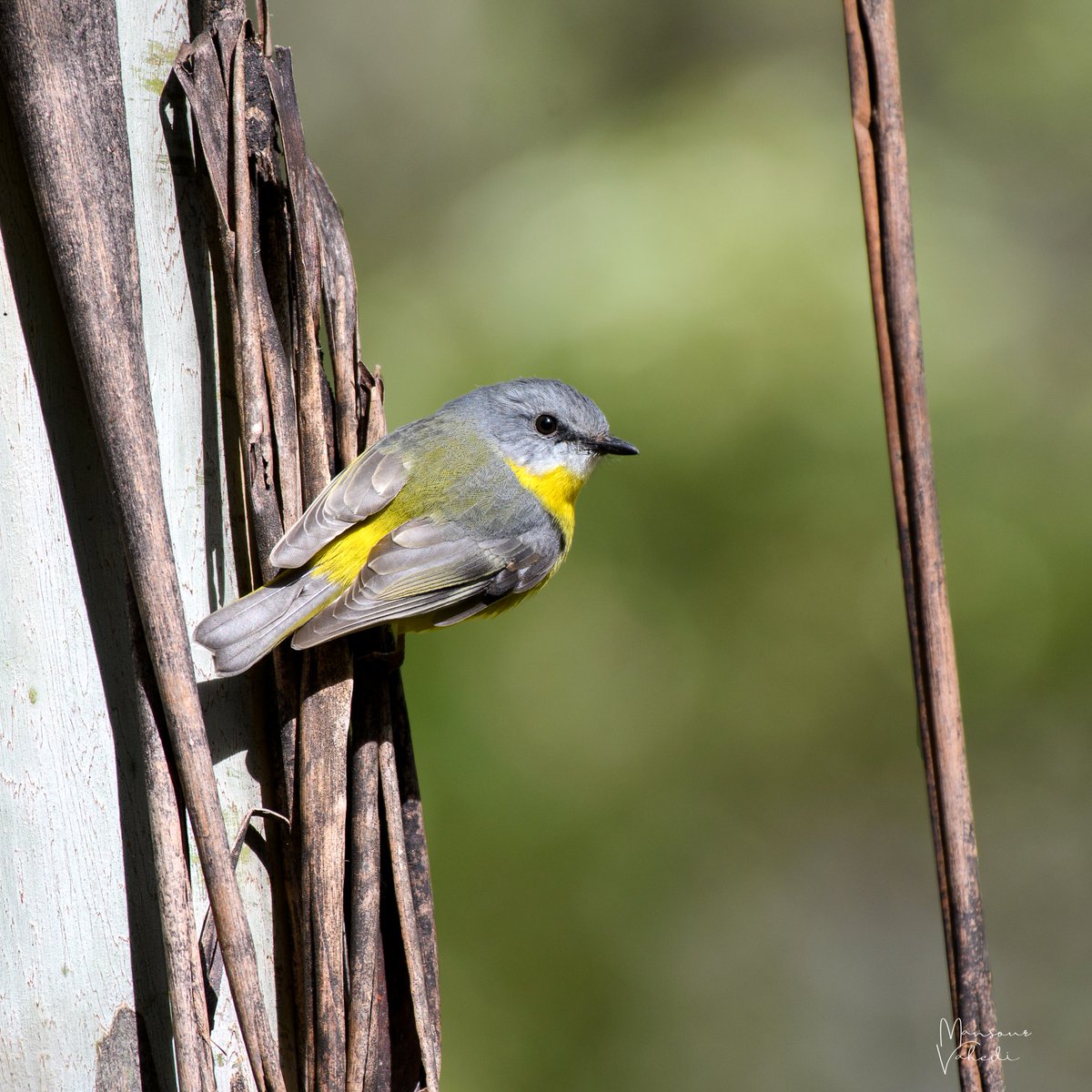 oz_bird_'s tweet photo. Eastern Yellow Robin
Point Lookout, New England NP, NSW © Copyrighted image. DM for prints or use as an art reference. #easternyellowrobin #yellowrobin #robin #moss #hangingmoss #birdsofaustralia #wildlife #birds #birdphotos #birdpics https://t.co/4C9RgI9rf3