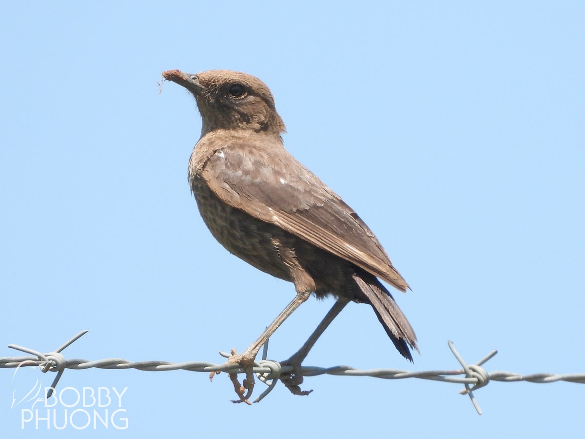 #605 Ant-eating Chat (Myrmecocichla formicivora)
Underberg #KwaZuluNatal #SouthAfrica #Africa 

#birds #birding #birdwatching #birdphotography #twitternaturecommunity #nature #naturephotography #wildlife #wildlifephotography #birdoftheday