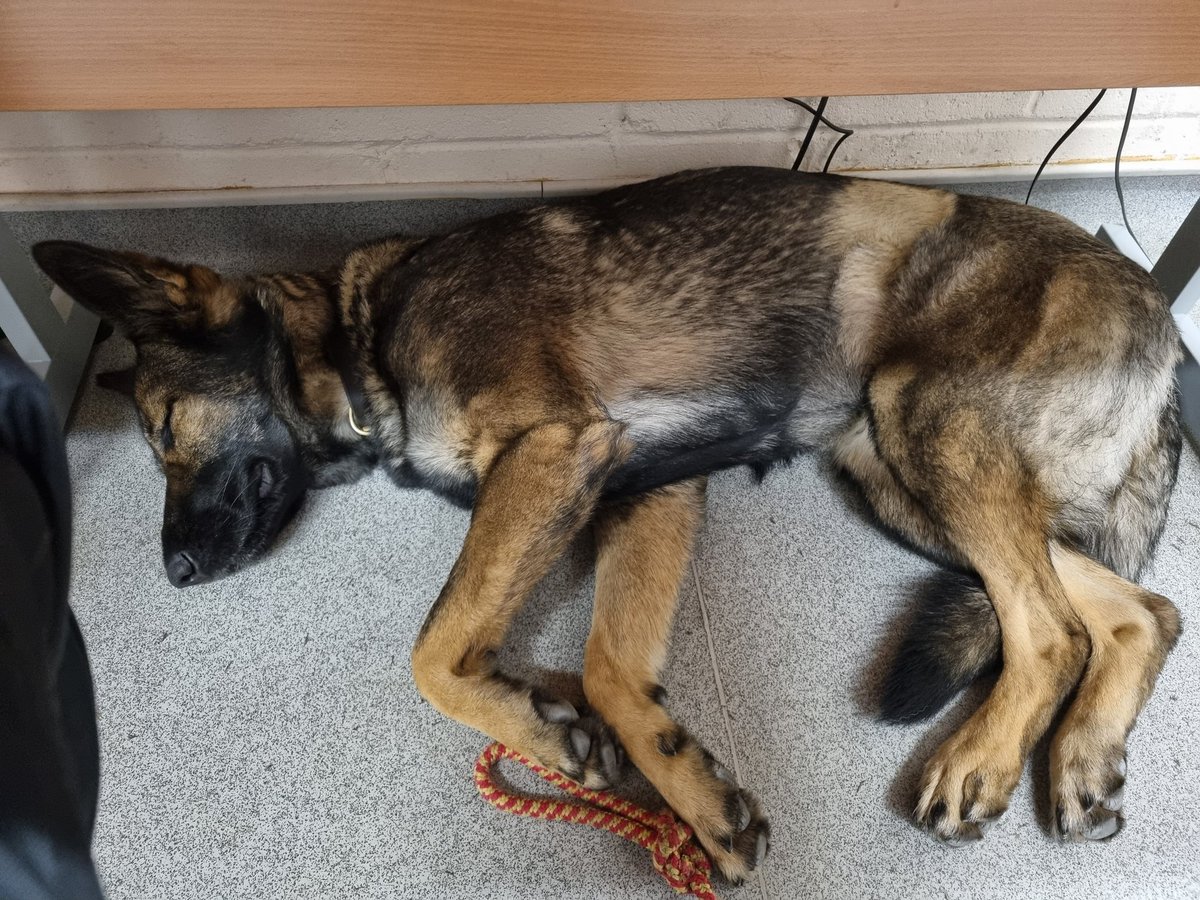 PDFranky's tweet image. Busy couple of night shifts attending missing persons, vehicle crime, theft, and incidents of violence. With the help of CCTV, this 🔪 was located after one of the incidents. Thankfully, one more off the streets now. #knifecrime #policework #policedog