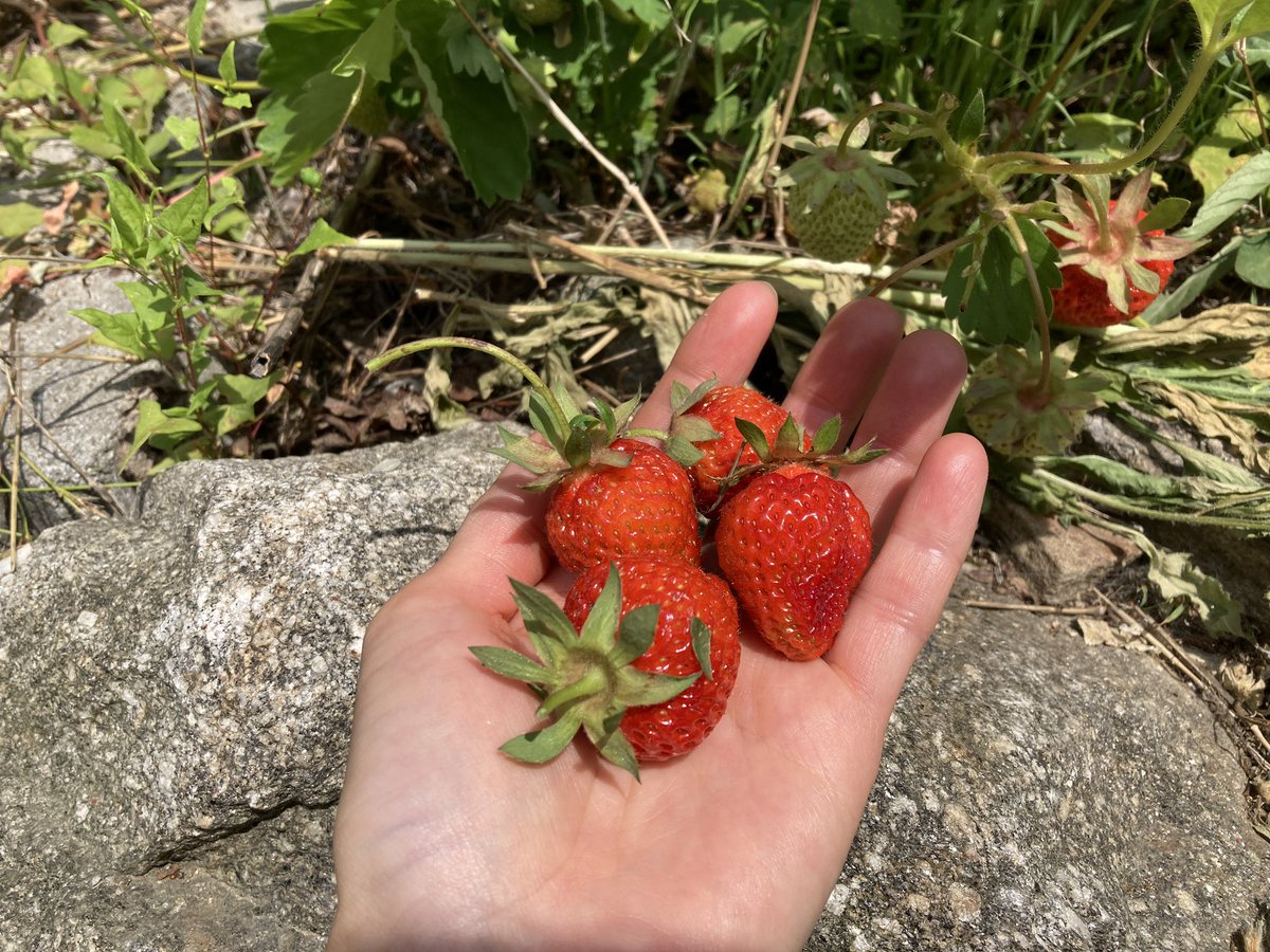 요즘 행복지수를 높혀주는 빨갛게 익은 집 앞 딸기. 2월부터 기다려온 보람이 있다🍓