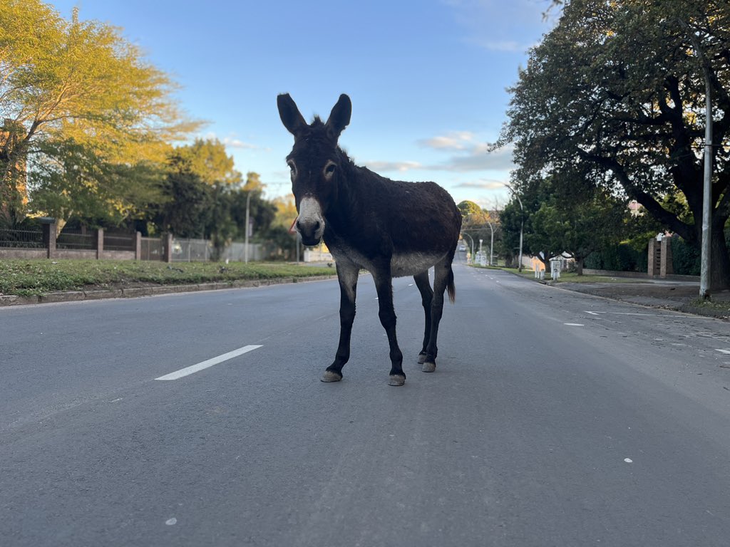 Meet Larry. 

Hometown: Makhanda, South Africa. 

Hobbies: Eating nonstop and using Somerset Street as his own personal runway. 

Slay, boy. 

#RunSouthAfrica