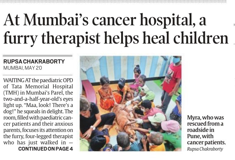 🏥 Waiting at the paediatric OPD of TMH, Parel, a child's eyes light up. “Maa, look! There’s a dog!” he squeals in delight. The room, filled with paediatric #cancer patients, focuses attention on the furry, four-legged therapist, a golden retriever- Myra. indianexpress.com/article/cities…