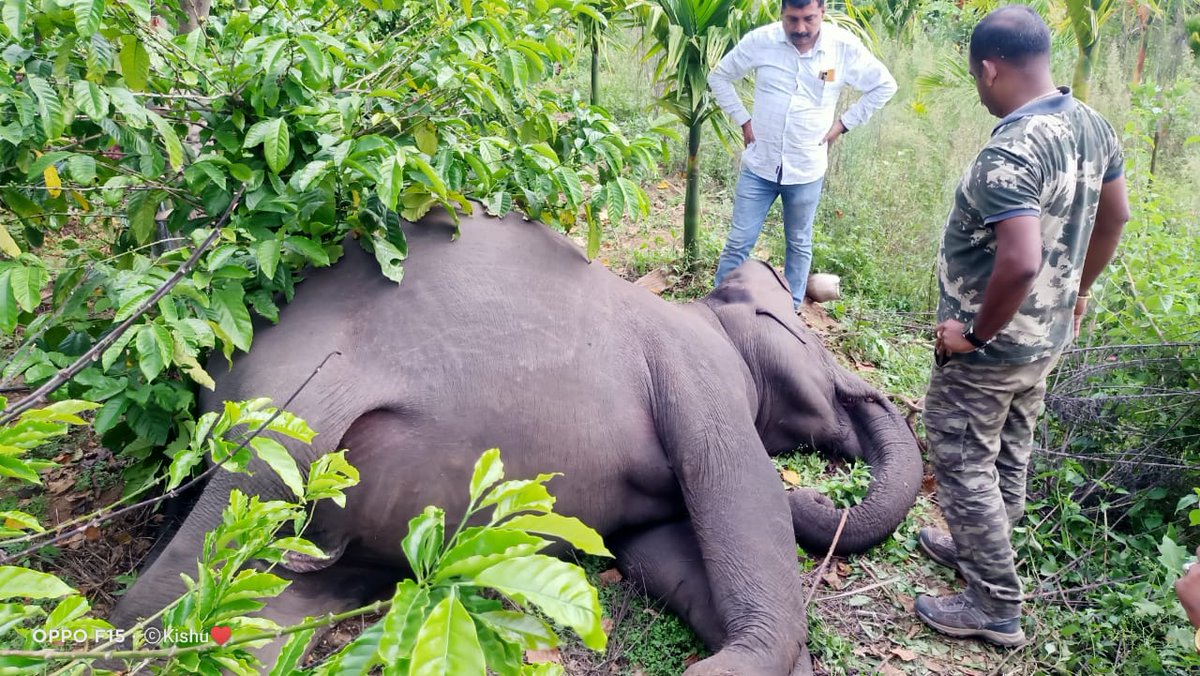 prajna_gr's tweet image. A wild elephant was shot dead in Rasalpura of #Kushalnagar in #Kodagu. Investigation underway. @XpressBengaluru