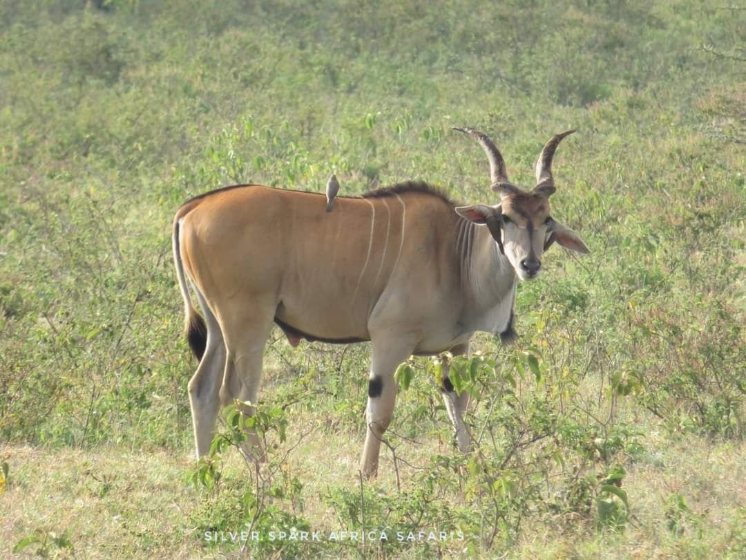 A beautiful specimen of the iconic Eland at Maasai MaraNational Reserve. 

📸: Eland.
#Kenya #gamedrive #wildebeestmigration #maasaimara #travelguides #SilverSparkAfrica  #instatravel #travelgram #traveling #Safaritours #Safariworld #Wildbeestmigration #Vaccation