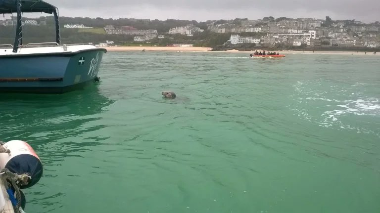 Seal Island is a small rocky island near St Ives in #Cornwall. The island is home to a colony of Atlantic grey seals. They do boat trips to see the seals which is nice  however you might get to see the resident seal in the harbour beforehand.

rjontour.com/seal-island/ #Travel
