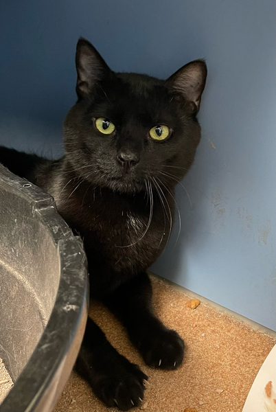 #Cat #Panther_CCSTCA_08 I’m a lovey boy. A bit shy but if you’re patient, you’ll see how sweet I am. getpet.info/Panther_CCSTCA…