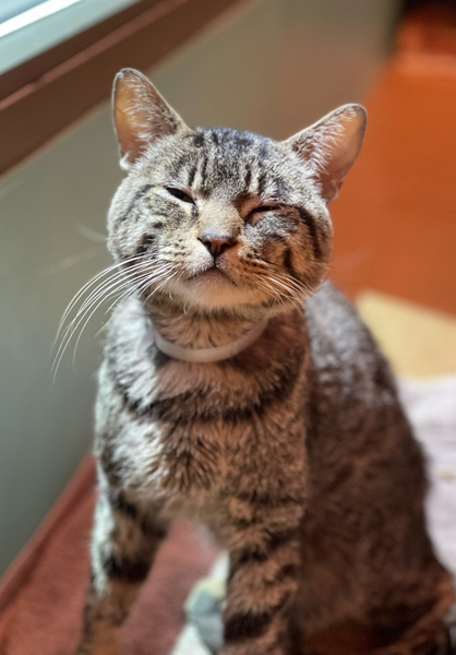 #Cat #Moose_CCSTCA_15 Smiling because I love to sit in the sun and greet visitors. getpet.info/Moose_CCSTCA_15