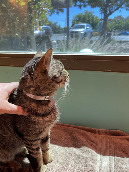 #Cat #Moose_CCSTCA_15 Gazing outside whilst having one’s back rubbed is delightful. getpet.info/Moose_CCSTCA_15