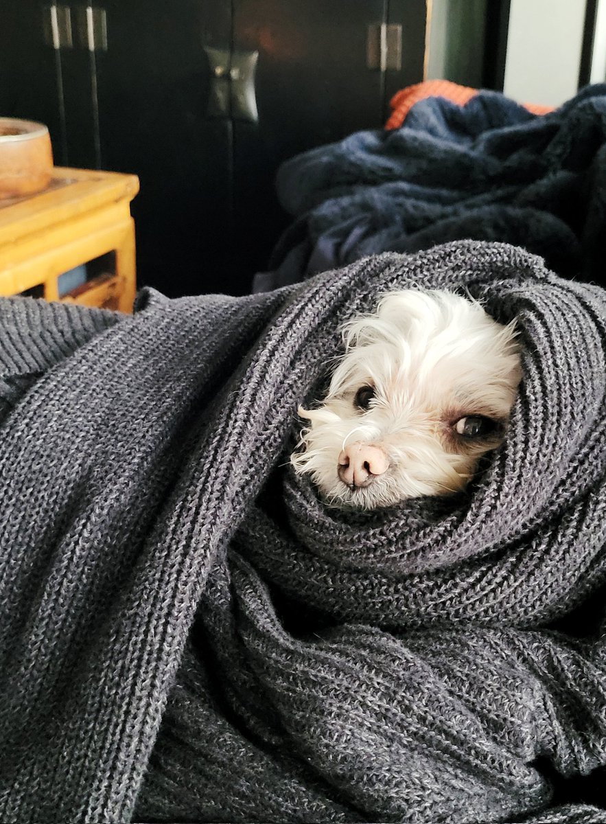 Stepped away for a few minutes and Tao's all rugged up in my jumper #MeAndMyTao #Maltese #CuteDogs #DogsLife #DogsofTwittter #DogsofMelbourne