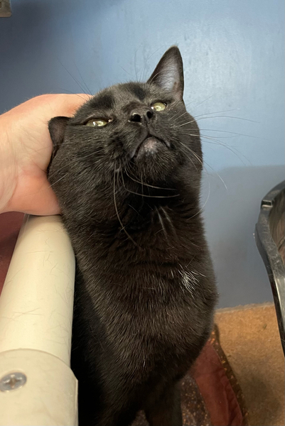#Cat #Panther_CCSTCA_08 Oooh, neck rubs are the best! getpet.info/Panther_CCSTCA…