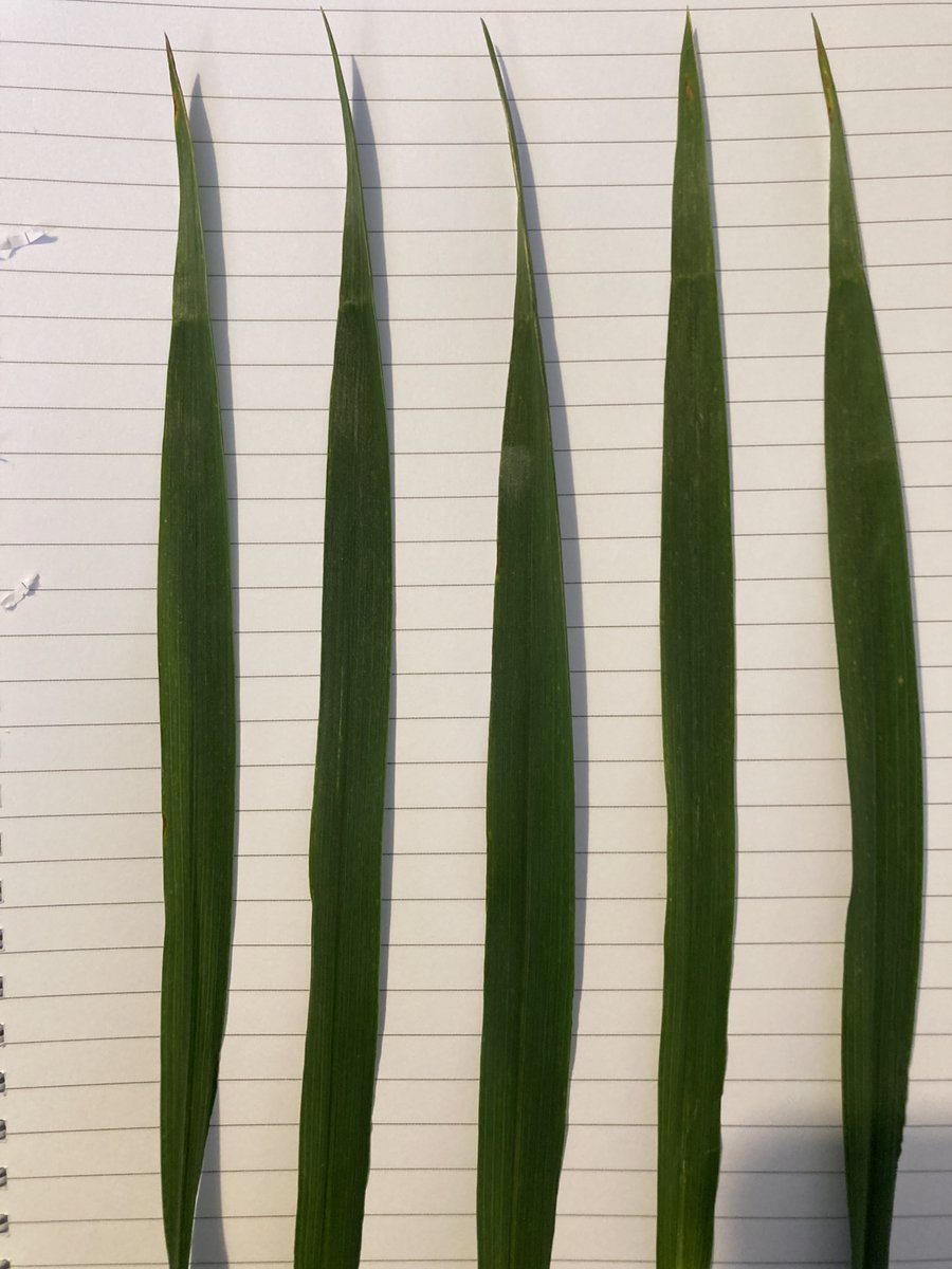 Septoria on Leaf 3 - difference between two varieties at Framlingham AgX trial site.  LHS rated 5, RHS rated 7
will be lots to talk about on demo days in a few weeks time