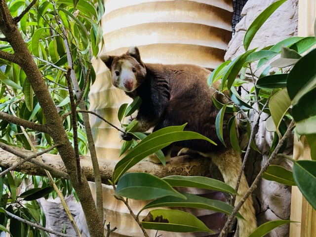 Happy World Tree Kangaroo Day to our favorite arboreal marsupials! The Dallas World Aquarium is a proud partner with the Tree Kangaroo SAFE program, which works to contribute to their conservation in the wild and support the local communities where the species live.