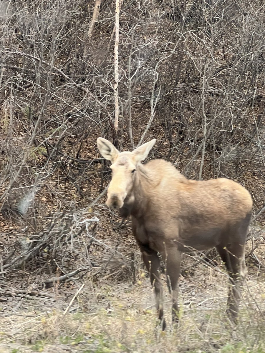 king_ken4's tweet photo. Alaskan adventures https://t.co/jWlF0YmWfv