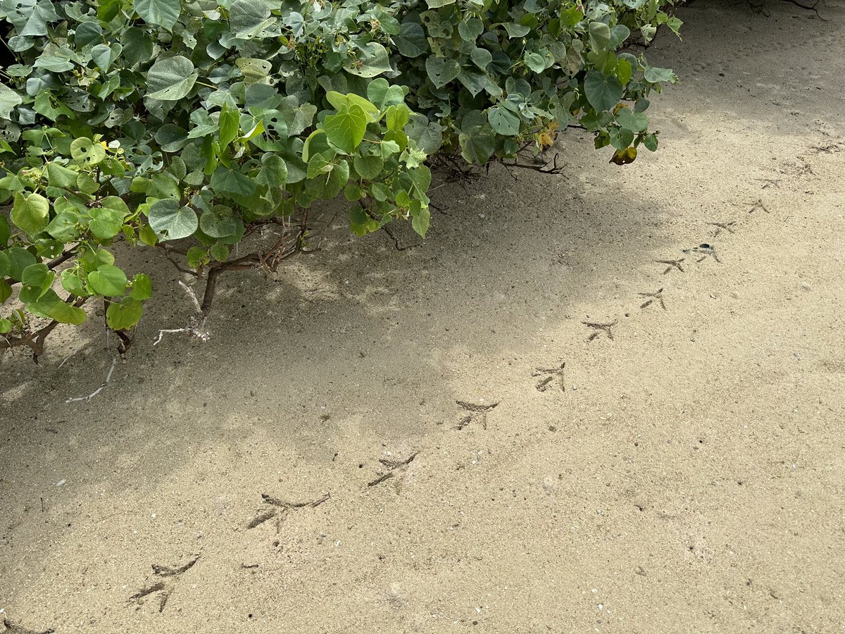 石垣島旅行を現地からレポ!(手書き)④ 石垣島では珍しい動植物を沢山見る事ができました。砂浜で可愛い鳥さんの足跡をみかけました。  #石垣島