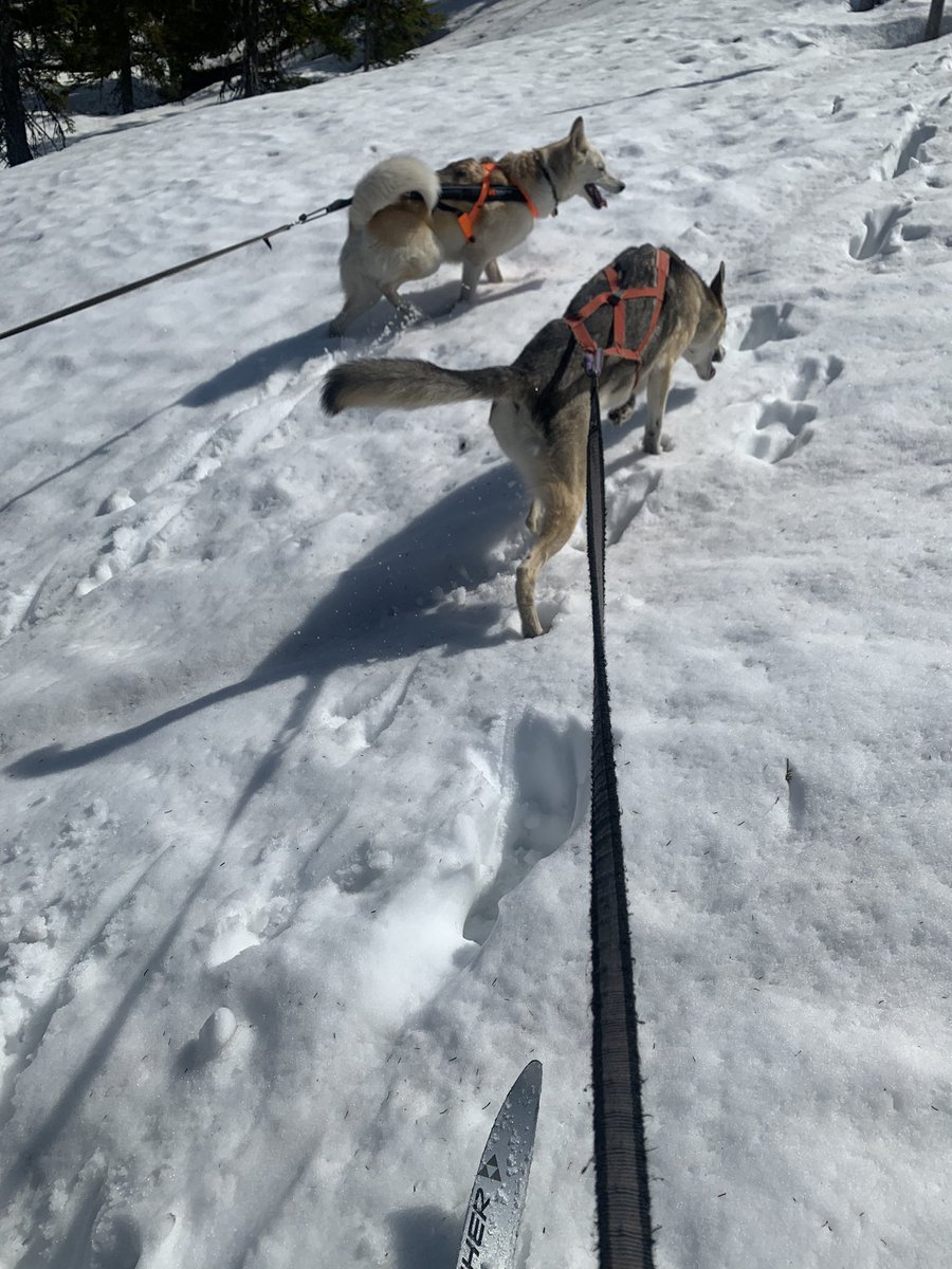 Harald Østgaard Lund tweet media