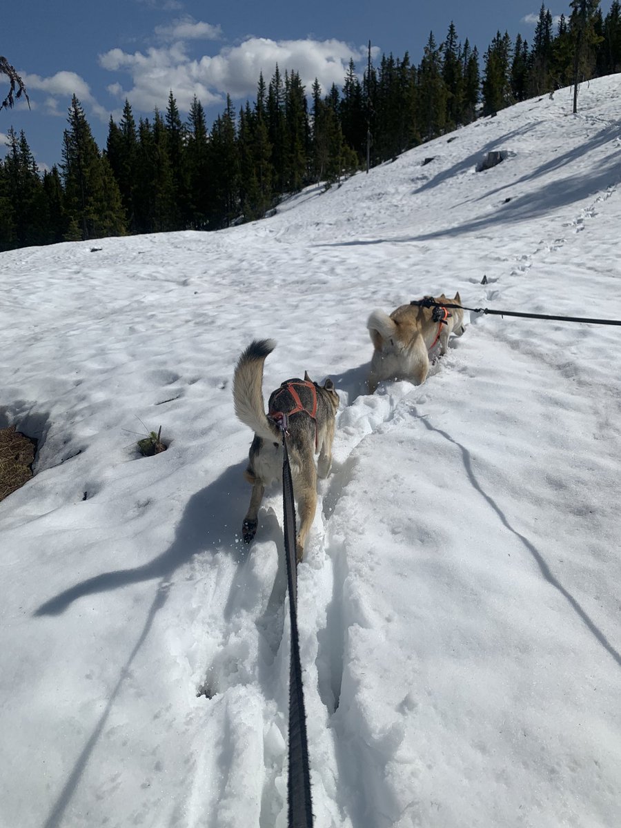 Harald Østgaard Lund tweet media
