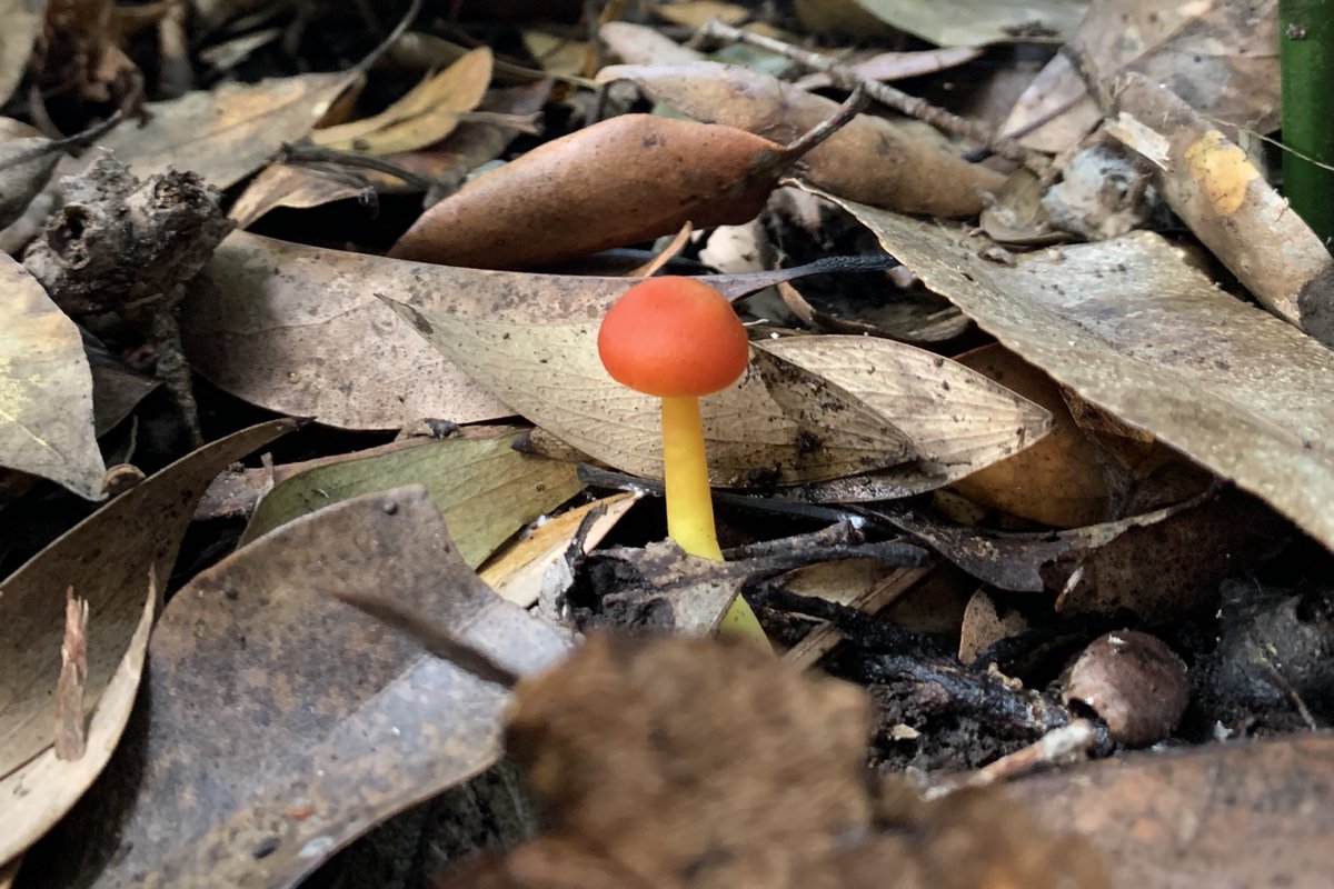 My next blog, due out very soon, will be titled ‘Welcome to the Holobiont’. I went shooting a few fungi today for content in a stunning rainforest . . . #fungi #mushrooms #nature #wildoz