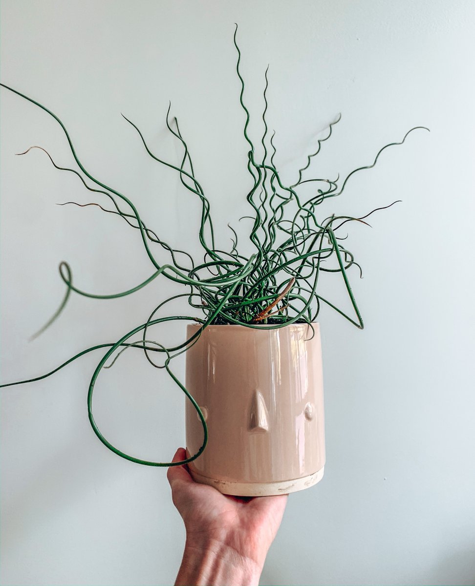 BatterseaPwrStn's tweet image. Feeling crafty? @artotel and local pottery studio Muni have teamed up to offer you a clay-tastic schedule of weekly pottery classes in the art’otel studio, open to everyone! 🎨

Find out more &amp;gt; bpwrstn.com/artotel-pottery

#BatterseaPowerStation #PotteryClasses #MuniLondon