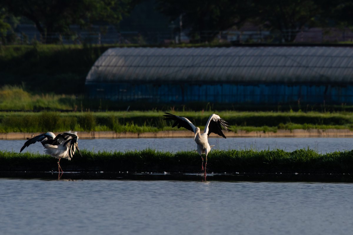 s7t73pf71's tweet photo. 5/21 今日のコウノトリ  

#コウノトリ #野鳥 #j0503 #j0463 #安来市  #j0354 #j0358 https://t.co/hT1PJCvyWs