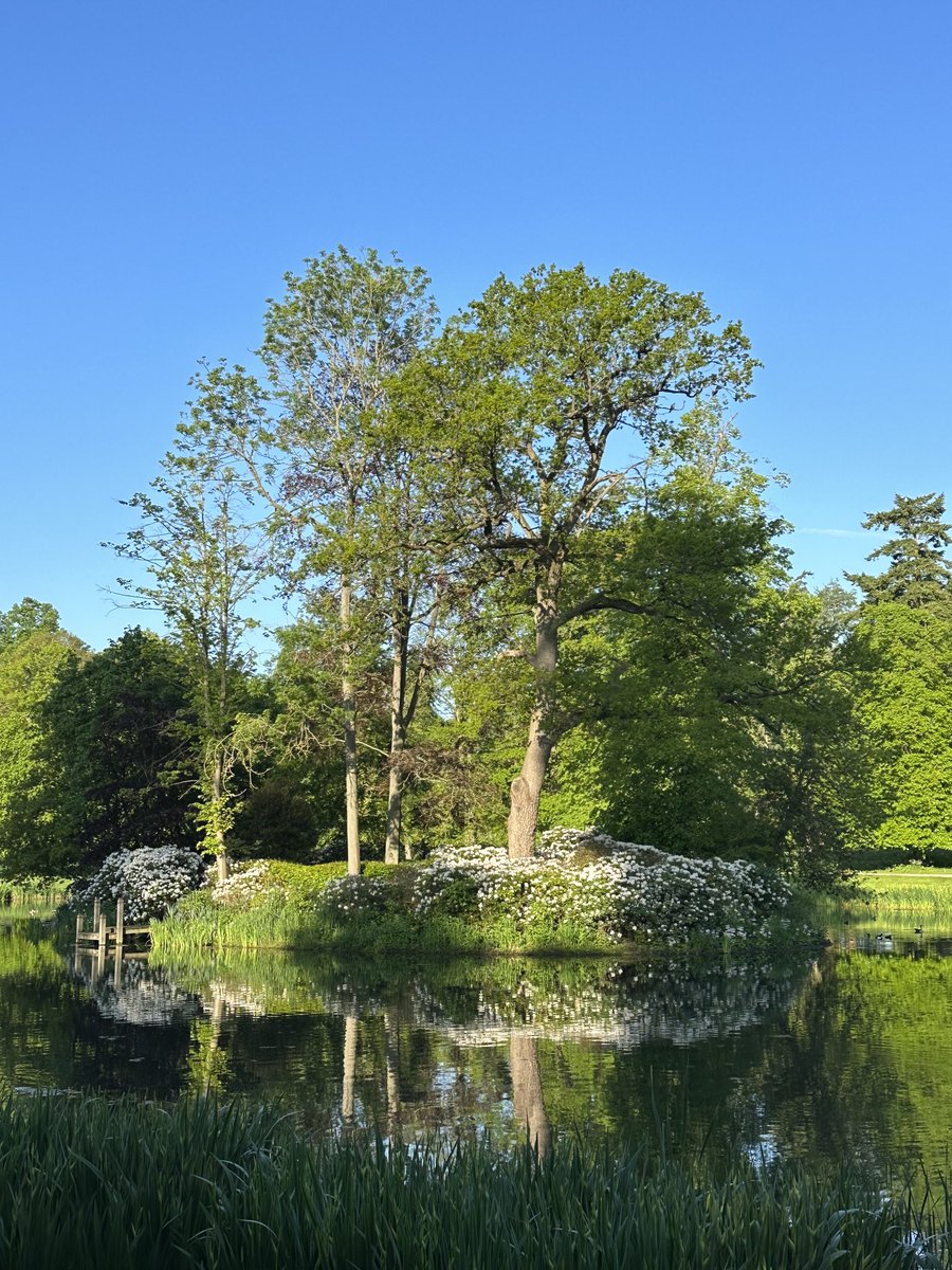 Sunlight breaking through the shadow of the tall trees that stand round the Oval, this morning.
