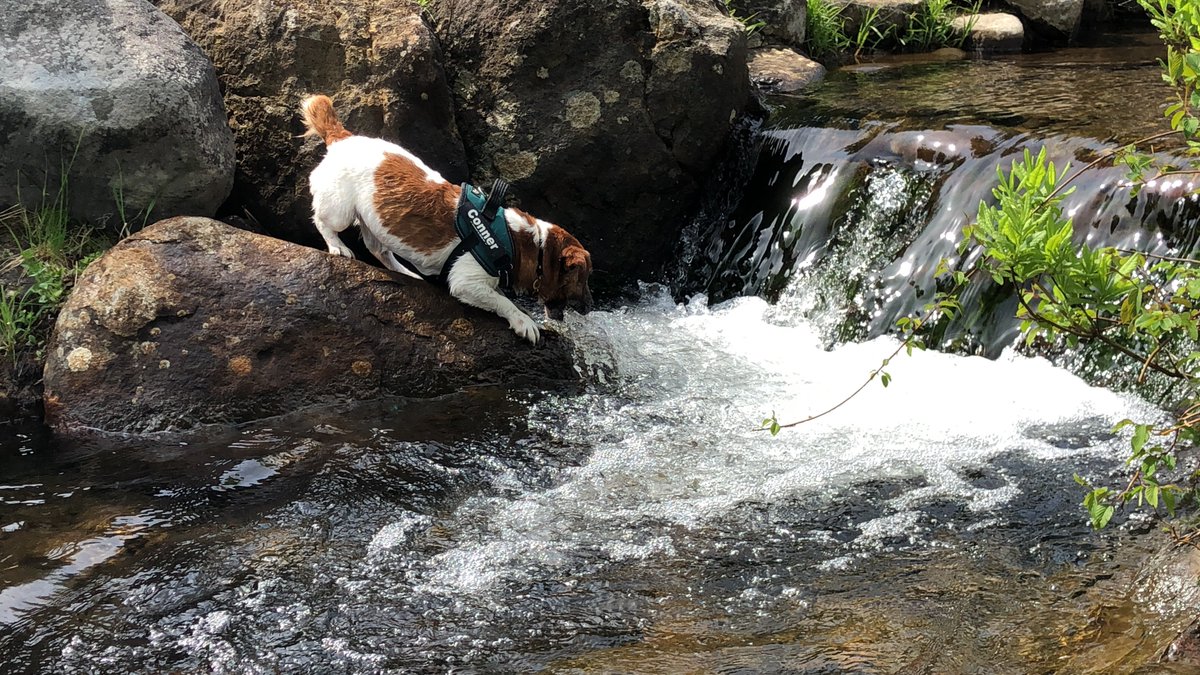 tk7575erh's tweet photo. 水遊びを満喫する🐶
#エンゼルフォレスト #小川の流れるドッグラン #ジャックラッセルテリア #conner https://t.co/13kcGjsrJ9