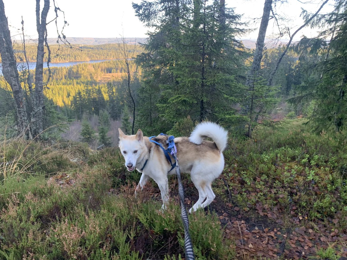 Harald Østgaard Lund tweet media