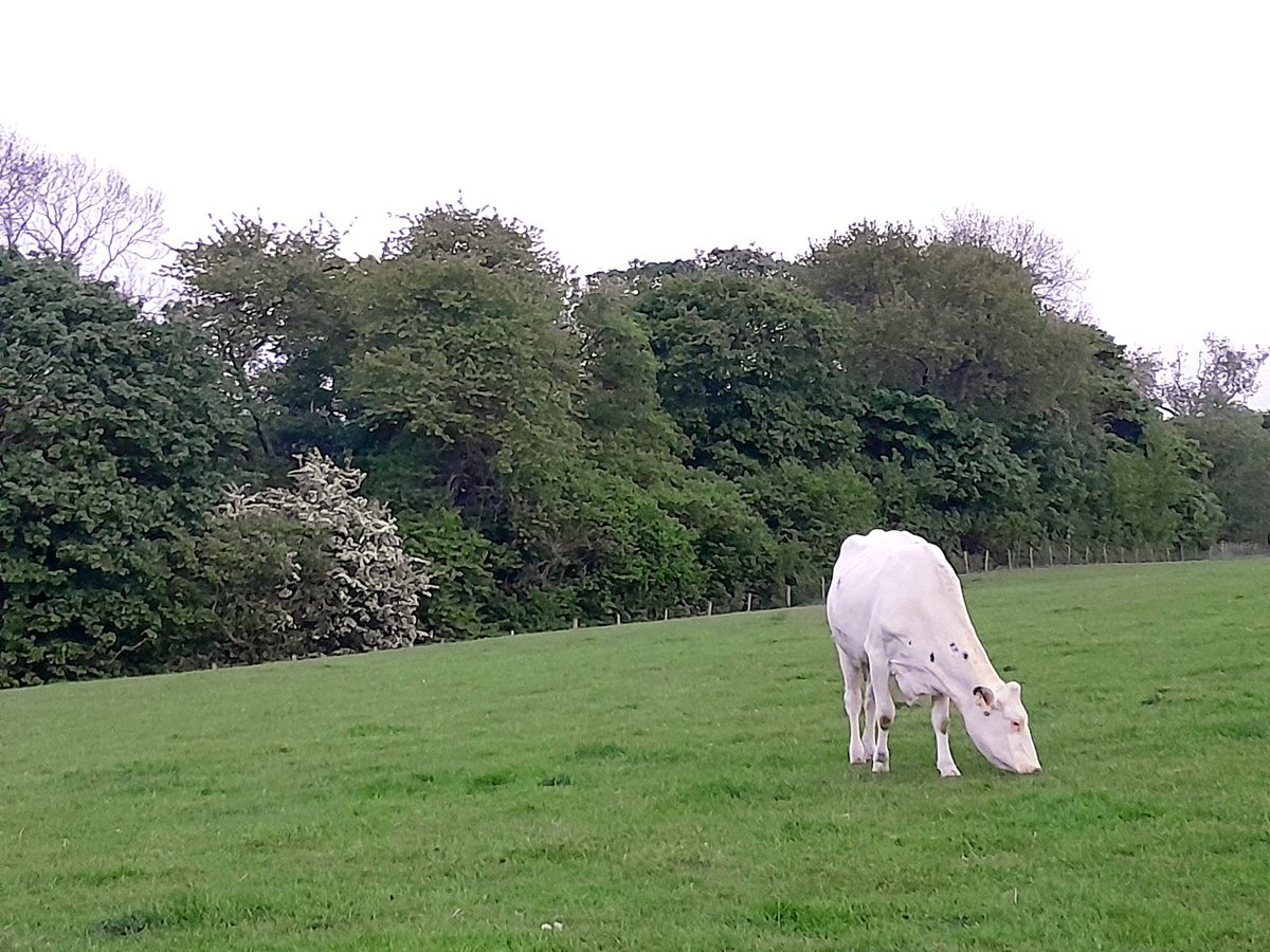 FfionClwyd's tweet photo. Belio tan berfeddion yn #Bodffari π π± tra'n bugeilio π adra a phorthi'r dynion ππ°π§ #Tywysog #lloia #Conwy #SirDdinbych
A full day here at Tywysog yesterday #Dinbych baling, shearing, checking stock & carting food to the workers π₯± #NorthWales π΄σ §σ ’σ ·σ ¬σ ³σ Ώ https://t.co/MPscgMpPfi