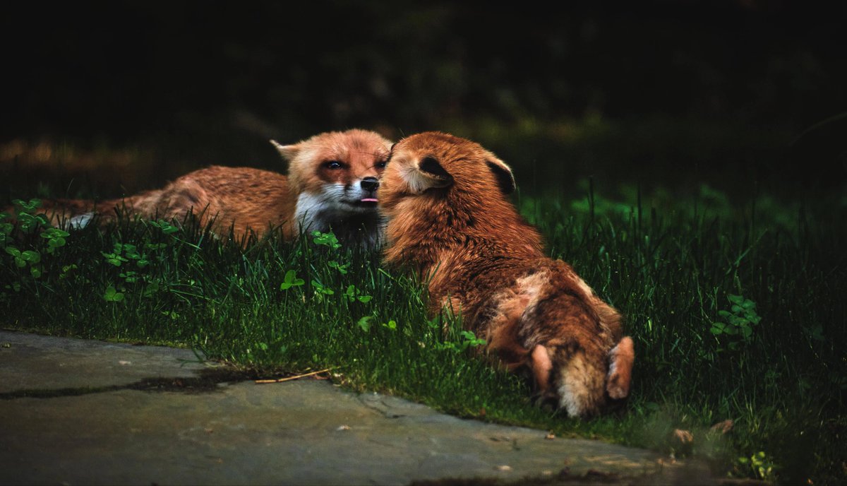 Friends

#dailyfox