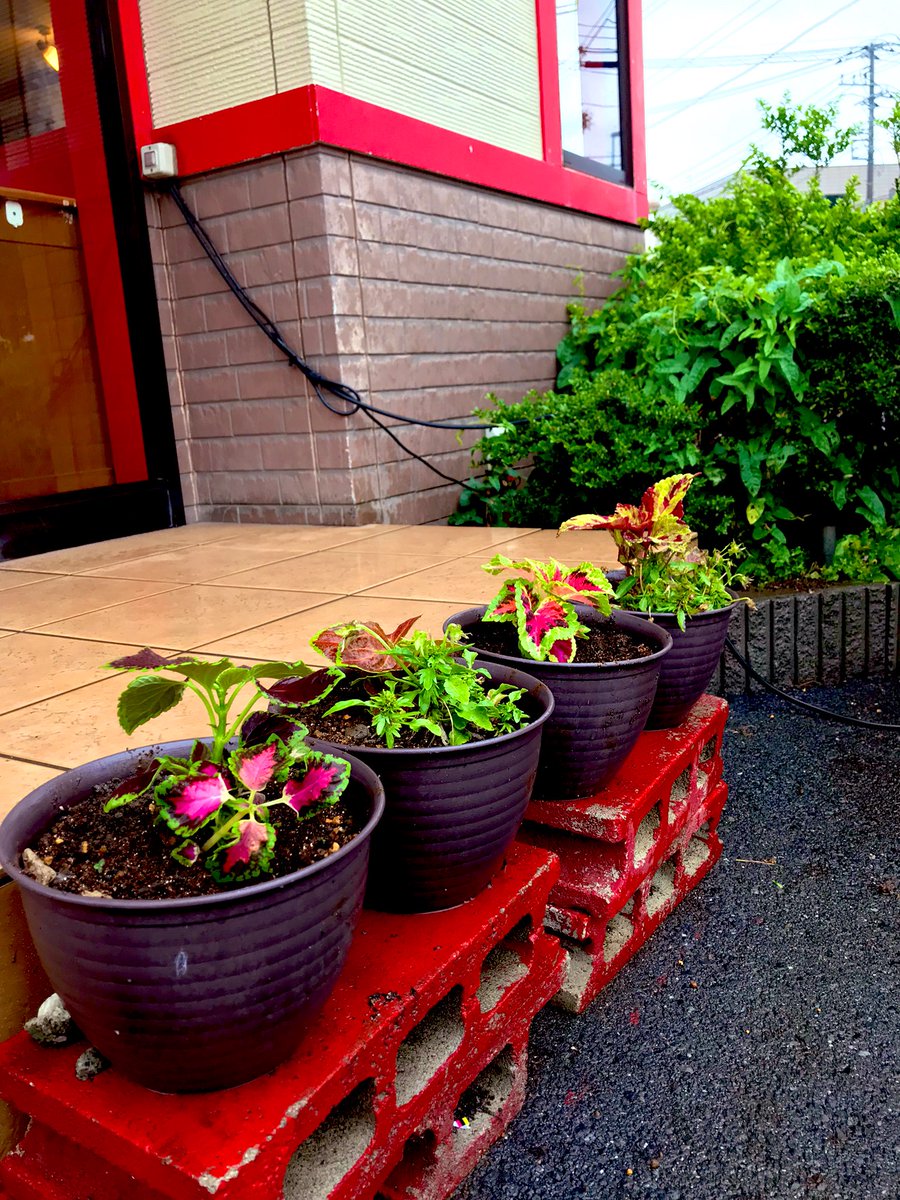 kokuya_com's tweet photo. 石川店に、コリウスと言う植物を植えたよ🪴
葉っぱがキレイな植物です☘️🍁🌿
何気に風や空気から、梅雨の足音を感じるのは気のせいかしら😗

75周年イベントも大好評🥟
お待ちしておりますね😄

#古久家 #藤沢 #湘南 #ソウルフード #らーめん #ど冷えもん #冷凍自販機 #コリウス #75周年 https://t.co/hzkffiWh9H