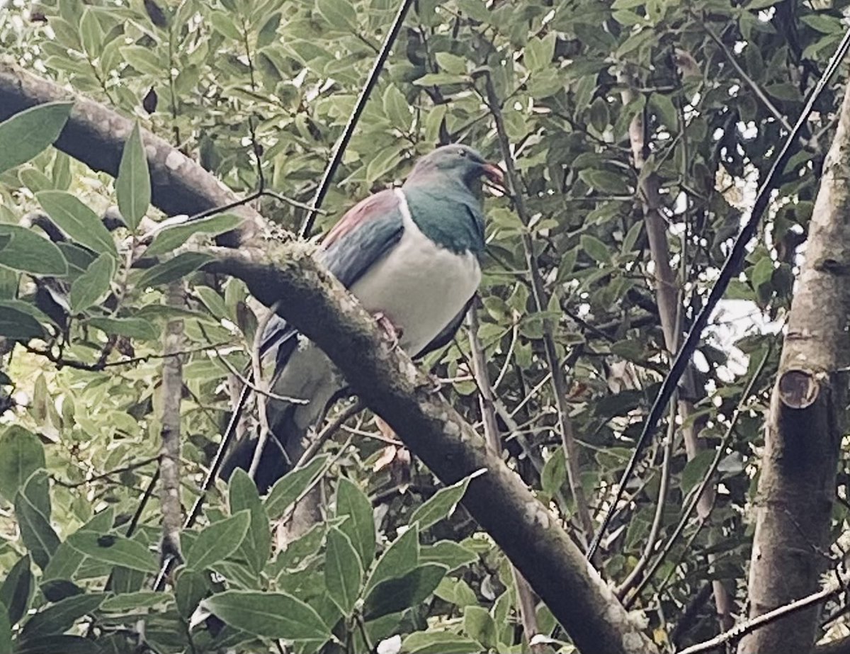 Close encounter with kererū in Aro Wellington today. Bold and turned to give a better shot. Good camouflage but not the quietest mover