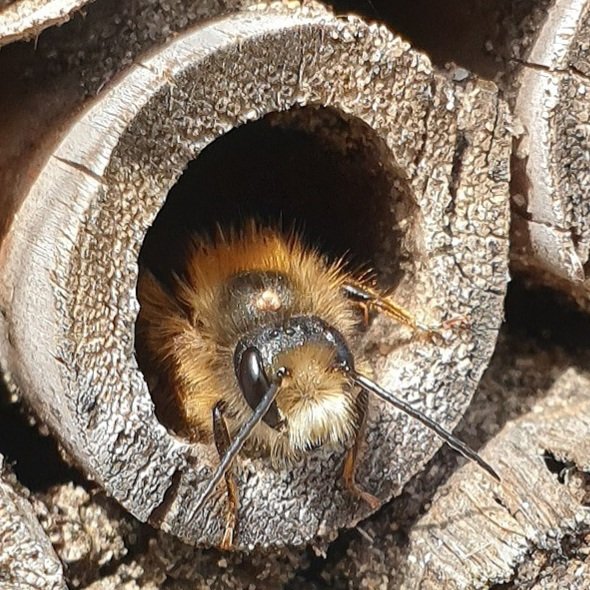 Gisteren was het #WorldBeeDay  een initiatief van Slovenië. Hierbij nog een viertal mooie foto's van de #honingbij en de #wildebijen #solitarybees #pollinators #hommels #bumblebee #heemstede