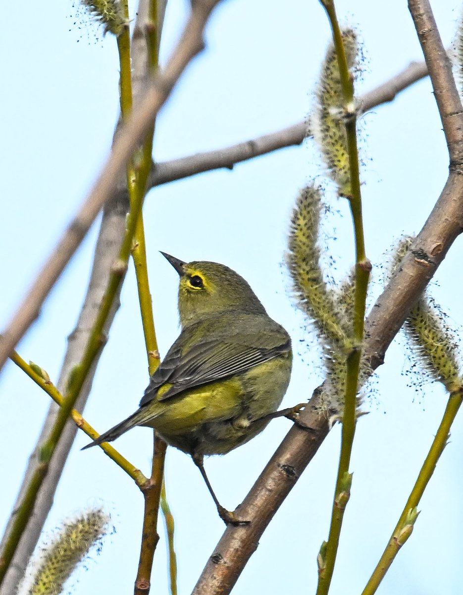 Yellow warbler in the willows along an Arctic lake, interior Alaska, 20 May 2023.