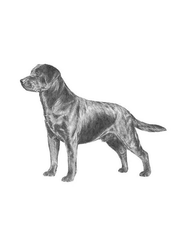 fidofinder's tweet photo. Found dog in Kansas City, MO (64128) #founddog https://t.co/1oWbOynHT5 https://t.co/vKyFfNMvyY