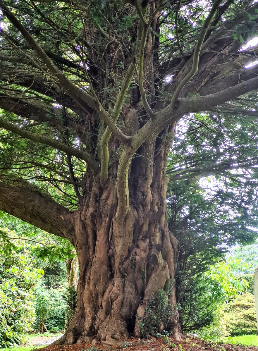 As I did sleep under this yew tree 
here, 
#romeoandjuliet 5.3
#ShakespeareSunday #trees