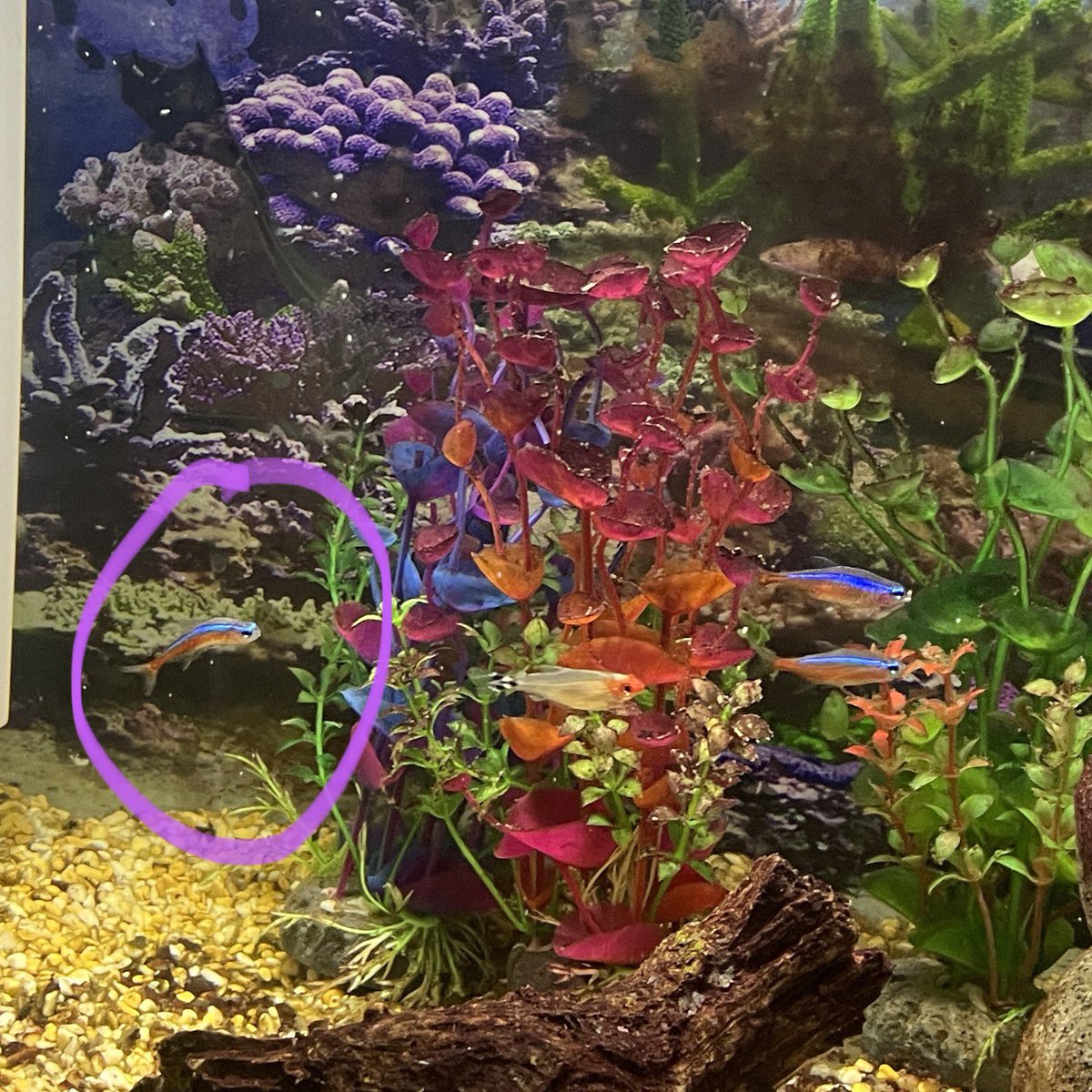 StephenNMS's tweet photo. One of my cardinals has developed a kyphosis!!! Anyone know why?!? https://t.co/dd9ejS2vXY