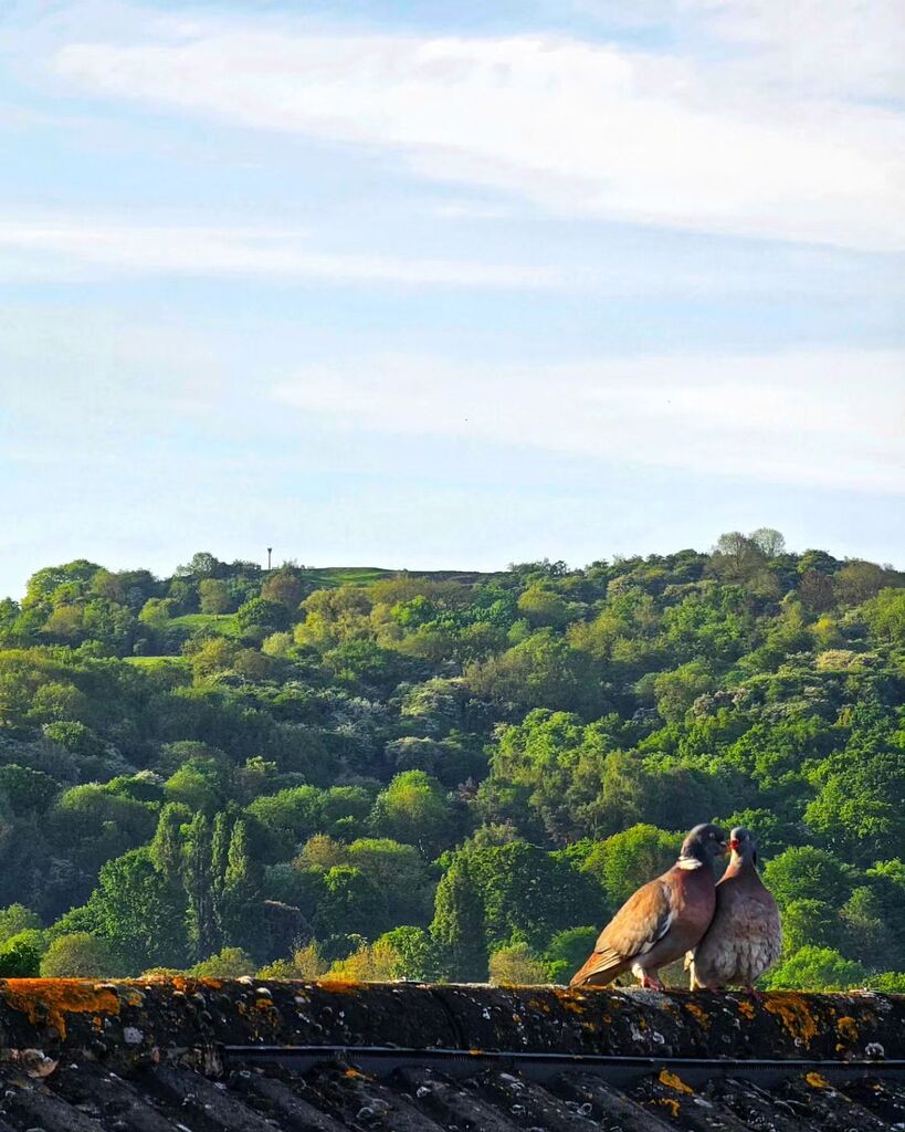 PoetNeininger's tweet photo. Pigeons in the morning.

#Gloucester #Poet https://t.co/e7qP32G4xX https://t.co/nVXP8qxSTv https://t.co/TpAPXlazVI