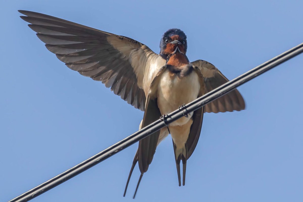 One Swallow doesn’t make a Summer but two Swallows make more Swallows 🙂 Taken on Friday morning.