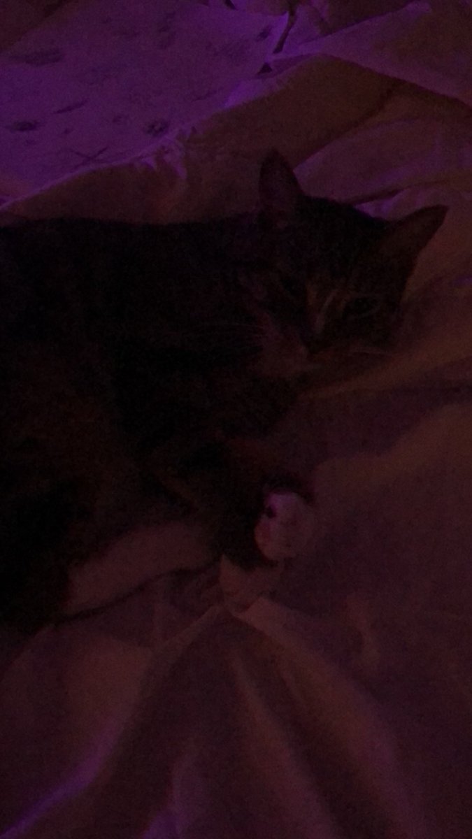 hxdeess's tweet photo. my cat is watching #mappastage with me this is very nice https://t.co/ePfiTizySx