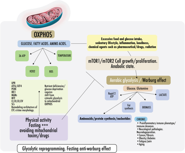 Mito_Therapy's tweet photo. Good sunday mito-scientists ! Don't miss this new selection of papers related to #mitochondrialmedicine presorted by
@Bims_BiomedNews 

https://t.co/xHRQkbkVBr

CAPTION: Warburg effect and anti-Warburg effect. Switch From OXPHOS to aerobic glycolysis. https://t.co/OkF7Ib80hN