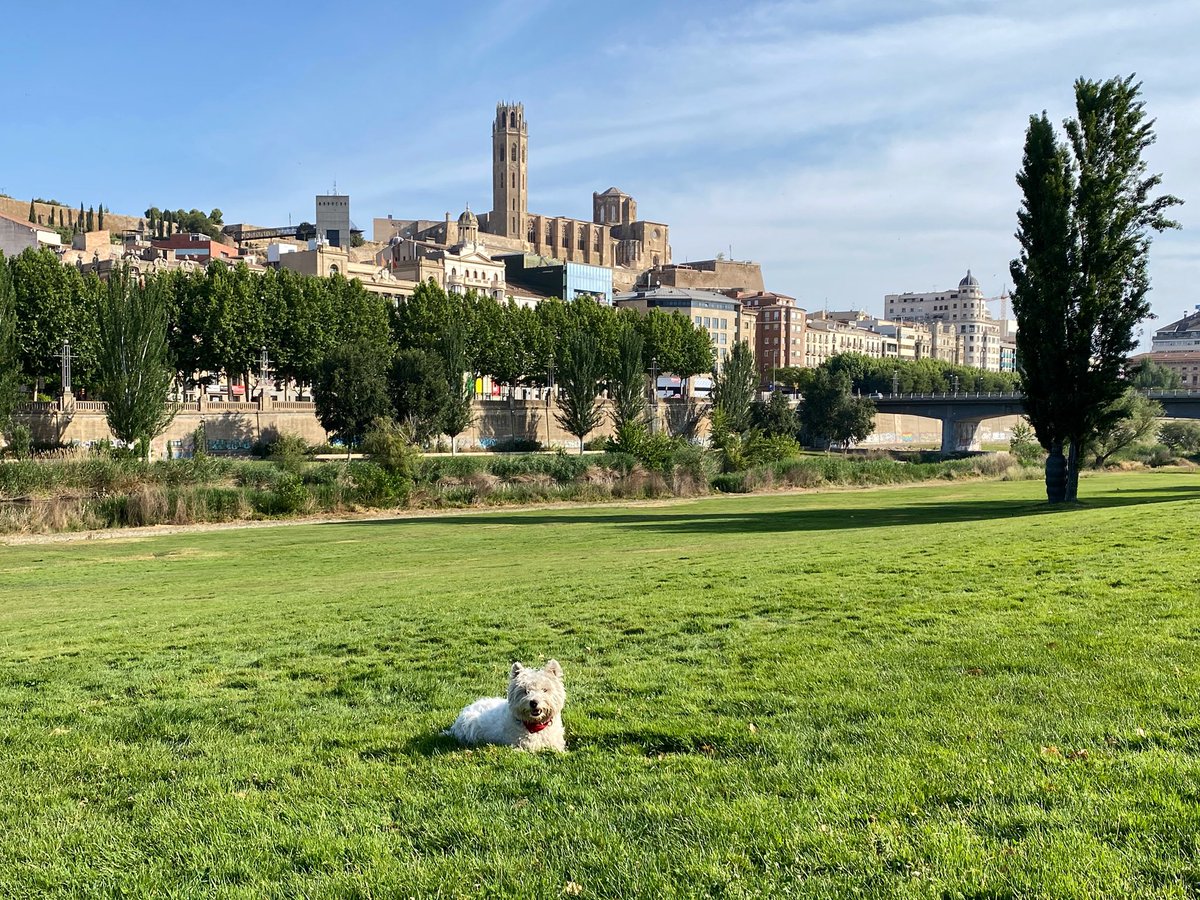 Avui tenim el dia clar i assolellat de moment, la temperatura és de 12°. Bon dia des de #Lleida #eltempstv3 #bondiumenge