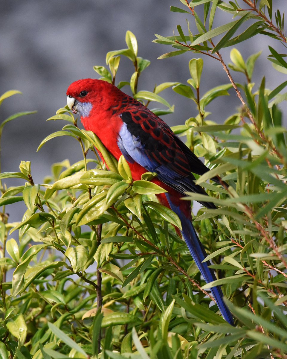 🦠ISO Day #4; A Criminal caught stealing Portwine magnolia.

At least the sun made an appearance for the moment.

#WildOz #OzBirds #CrimsonRosella #WildlifePhotograph #LifeInCovidISO #BirdsInBackyards #Parrot