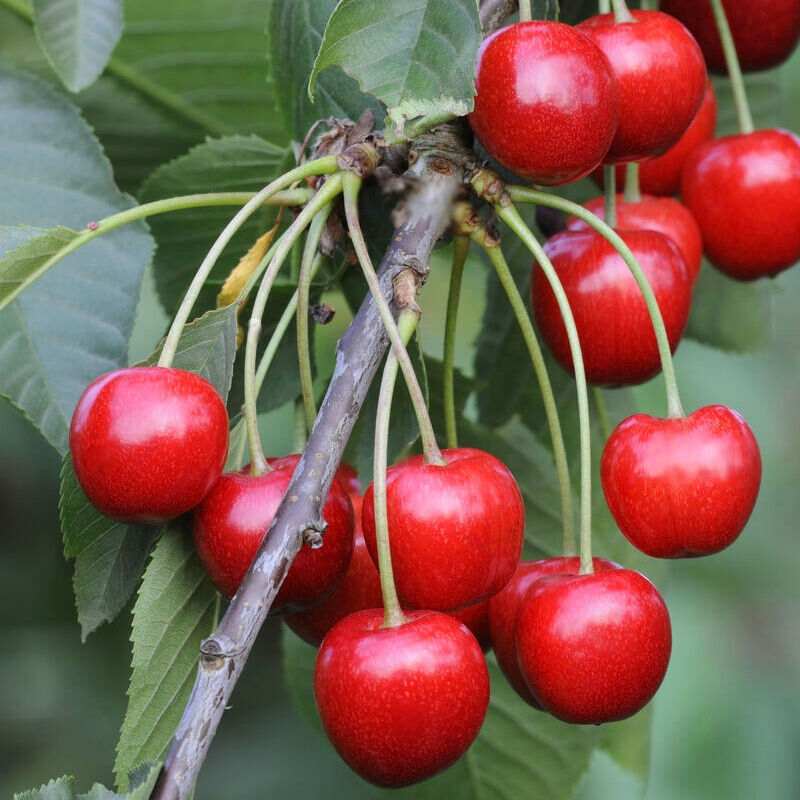 Barbados Cherry Tree: Tropical fruit tree, produces vitamin C-rich cherries, used in culinary applications, and attracts pollinators and wildlife.

Checkout: bit.ly/435t5Oj

#BarbadosCherry #MalpighiaEmarginata #TropicalFruitTrees #GardenDelights