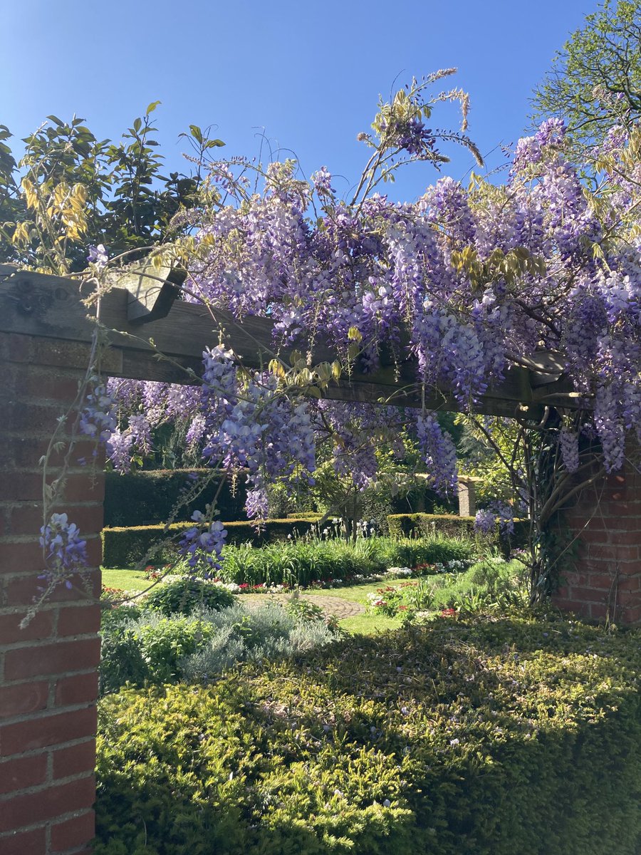 #WisteriaWatch on this incredible Sunday morning.
